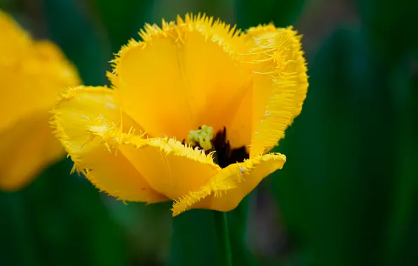 Жёлтый, тюльпан, Hairy tulip