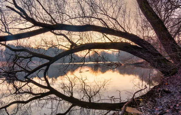 Картинка деревья, природа, отражение, река