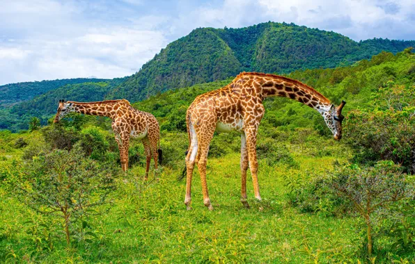 Деревья, парк, холмы, жирафы, Африка, Arusha National Park