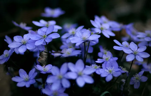 Макро, цветы, растения, голубые, синие