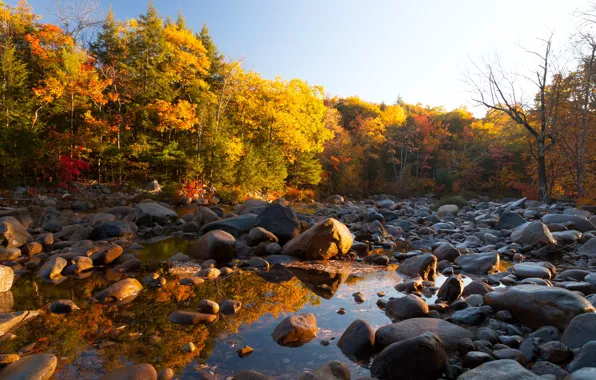 Картинка осень, лес, вода, солнце, деревья, камни, желтые