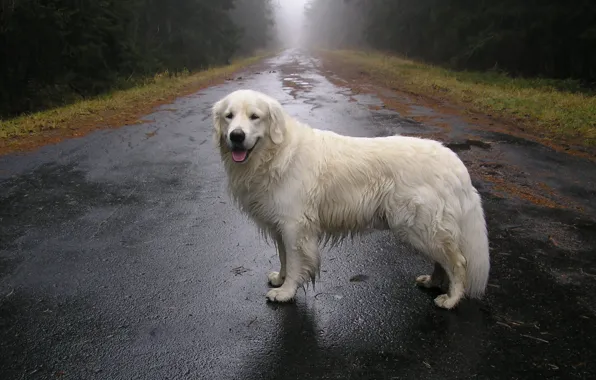 Осень, дождь, Пес