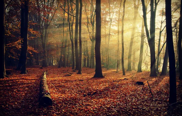 Картинка осень, лес, лучи, свет, деревья, ветки, природа, листва