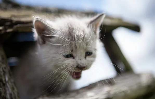 Кошка, фон, котёнок