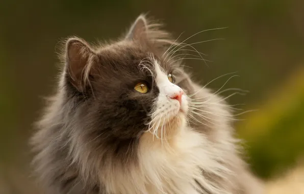 Кошка, взгляд, фон