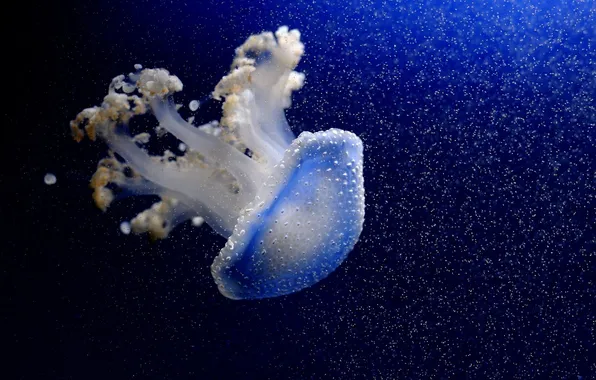 Вода, медуза, синее