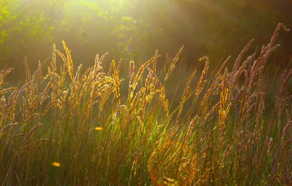 Grass, field, sun, meadow