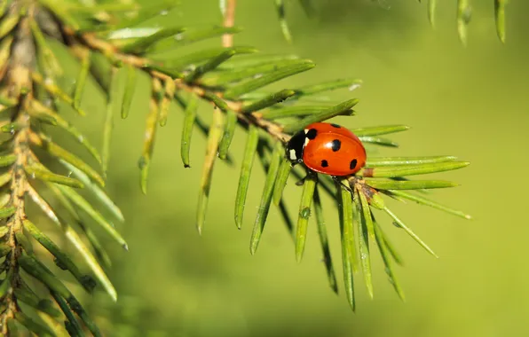 Red, insect, ladybird