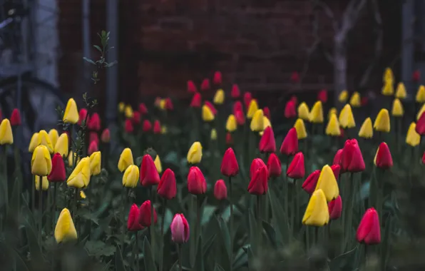 Картинка nature, flowers, tulips