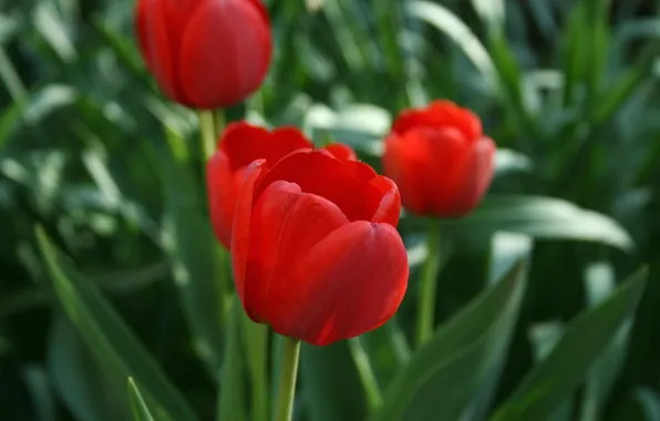 Картинка растения, весна, тюльпаны