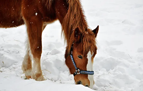 Картинка зима, снег, лошадь