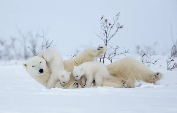 Картинка зима, снег, игра, медвежата, белые медведи, медведица, материнство, полярные медведи