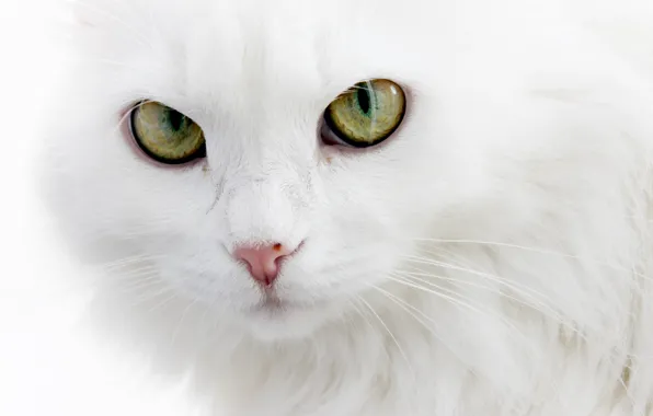 Пушистый, белый кот, ангорский кот