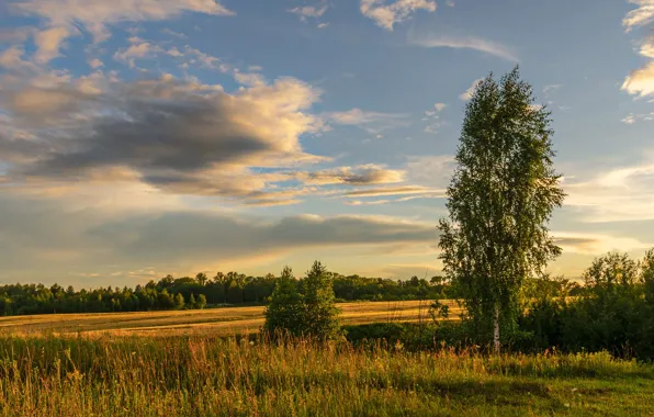 Картинка облака, деревья, природа, Березуцкий Александр