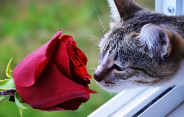 Картинка кошка, роза, алая роза