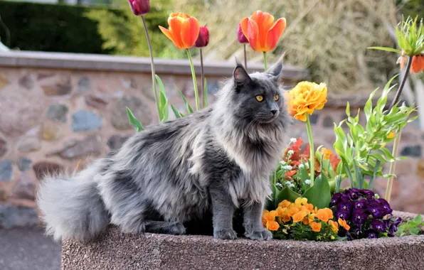 Кошка, кот, взгляд, морда, цветы, природа, парк, серый