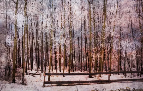 Лес, пейзаж, природа