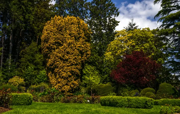 Зелень, лето, трава, деревья, парк, кусты