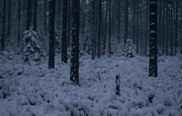 Картинка зима, лес, снег, деревья, природа, Niklas Hamisch