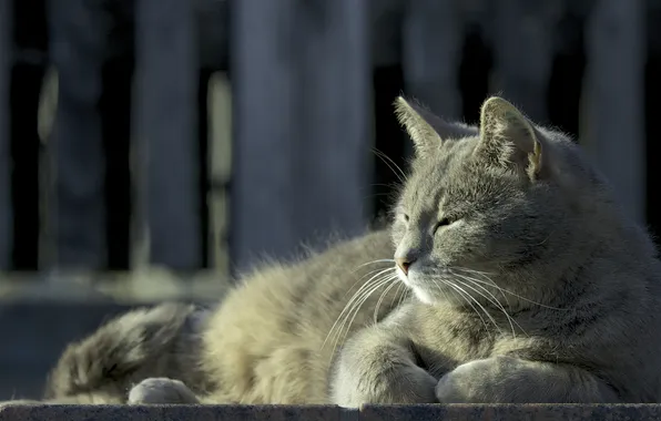 Картинка кошка, кот, фокус, солнечно, лежа