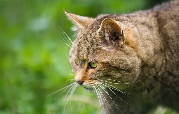 Кошка, морда, профиль, дикий, лесной кот