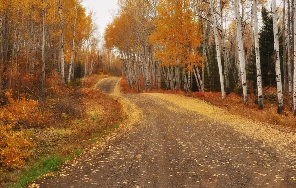 Картинка дорога, осень, берёзы