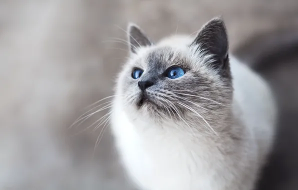 Картинка кошка, глаза, усы, взгляд, голубые глаза