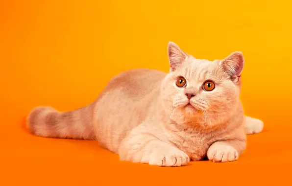 Кошка, кот, взгляд, поза, лежит, оранжевый фон, британский, желтые глаза