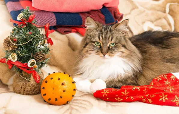 Кошка, кот, взгляд, поза, вещи, апельсин, Рождество, постель