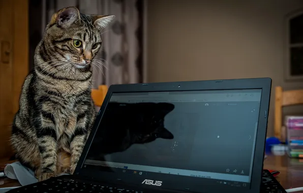 Кошка, кот, взгляд, ноутбук, коте
