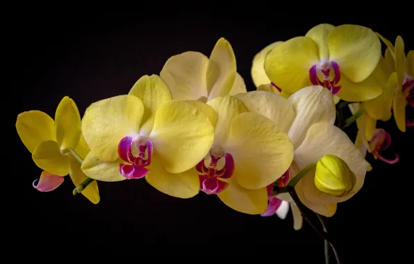 Орхидея, фаленопсис, тёмный фон