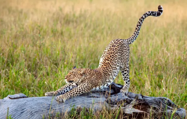 Картинка трава, леопард, Африка, большая кошка, потягивается