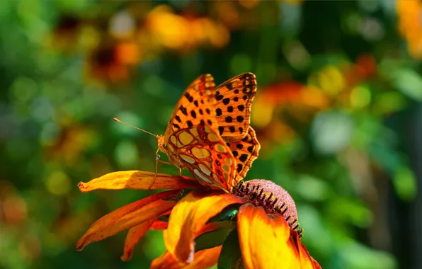 Картинка Макро, Весна, Бабочка, Цветок, Flower, Spring, Macro, Butterfly