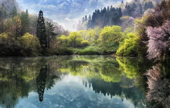 Картинка цветы, природа, туман, озеро, весна, сакура, дымка, Корея