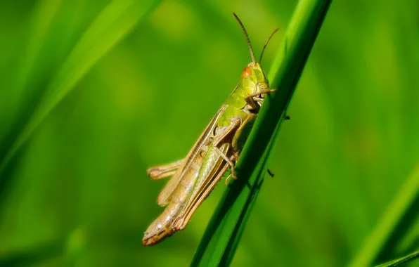 Green, insect, cricket