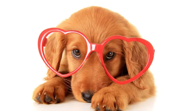 Очки, щенок, ретривер, Dogs, Glasses, Retriever