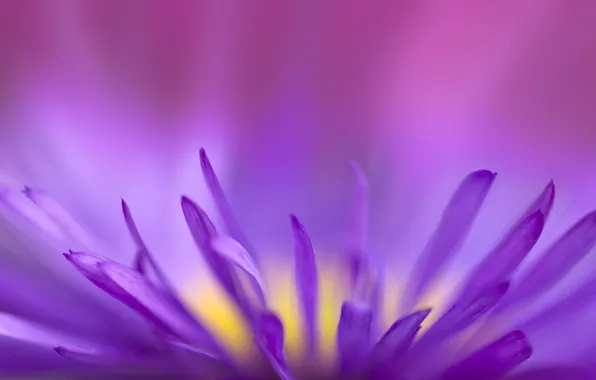 Картинка цветок, фиолетовый, хрупкий, fragile