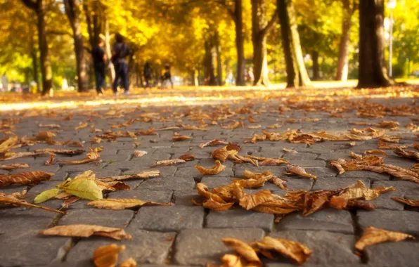 Осень, листья, деревья, природа, парк, colors, прогулка, road