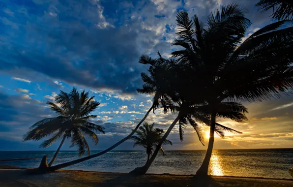 Картинка море, закат, тропики, пальмы, берег