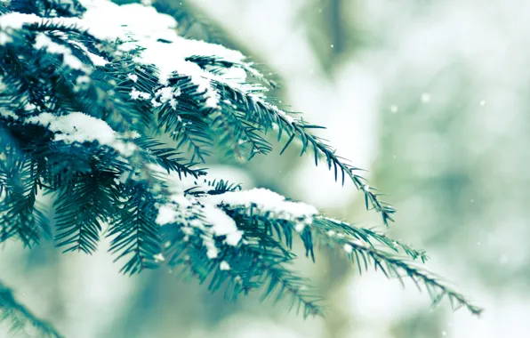 Картинка зима, зелень, снег, ель, bokeh