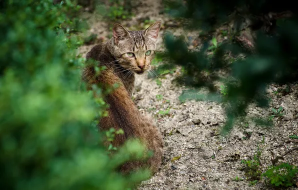 Картинка зелень, кот, взгляд, кошак