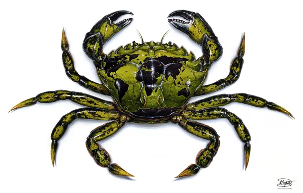 Картинка green, drawing, crab, crustacean