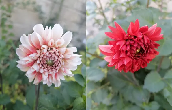 Flowers, October, Dahlia