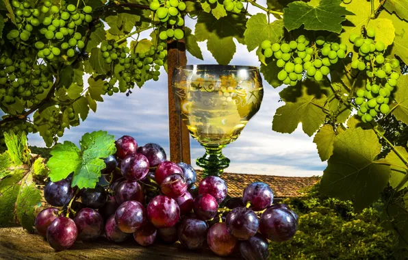 Картинка вино, виноград, лоза, Wine, Grapes, Stemware