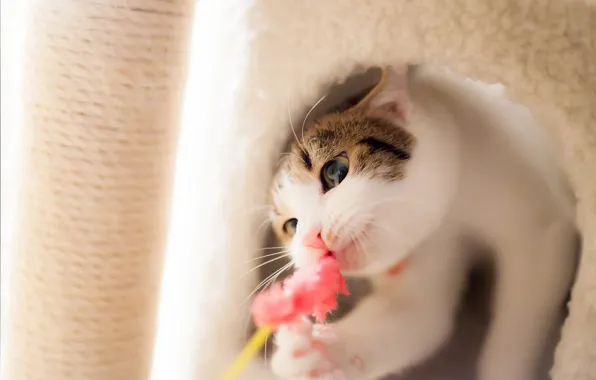 Кошка, глаза, кот, взгляд, морда, игрушка, игра, ворс