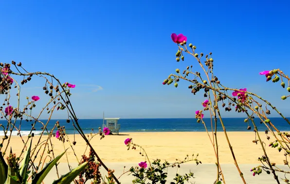 Картинка песок, море, пляж, небо, цветы, растение, домик