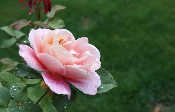 Капли, Розовая роза, Pink rose, Drops