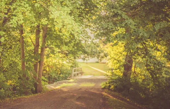 Road, trees, bridge, leaves, shadows, sunlight, branches, sunny