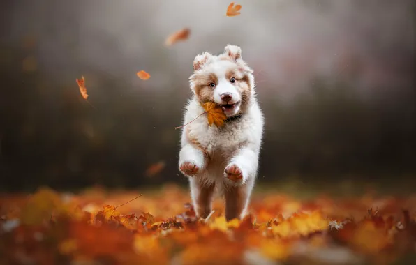 Картинка осень, листья, собака, щенок, кленовый лист, боке, Австралийская овчарка, Аусси