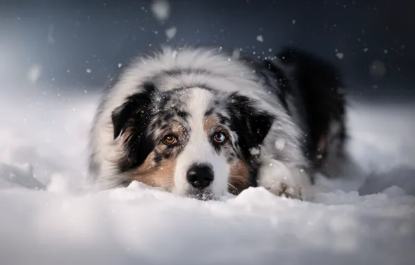Картинка морда, снег, собака, Австралийская овчарка, Аусси